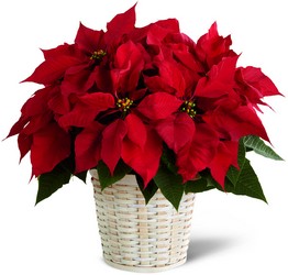 Red Poinsettia Basket  from Arthur Pfeil Smart Flowers in San Antonio, TX